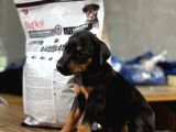 Doberman Yavrular Dişi Erkek