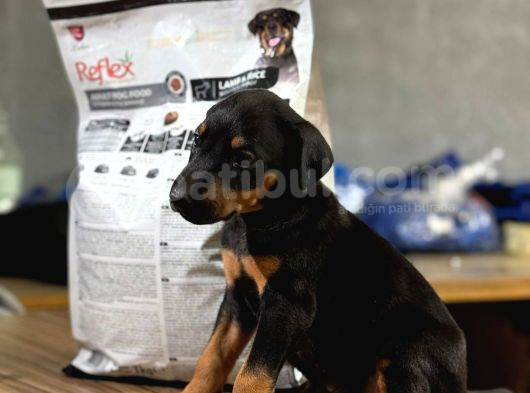 Doberman Yavrular Dişi Erkek görsel