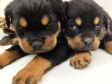 Rotweiler Macar Kafa 2 Aylık yavrular kaliteli