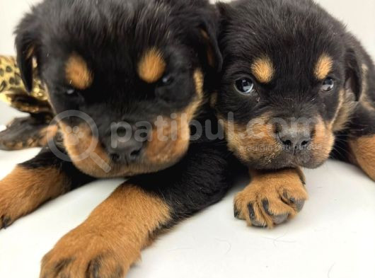 Rotweiler Macar Kafa 2 Aylık Yavrular Kaliteli