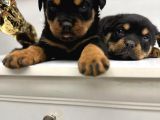 Rotweiler Macar Kafa 2 Aylık Yavrular Kaliteli