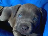 Estetikli Blue Erkek Cane Corso Efsane Yavru 2 Aylık