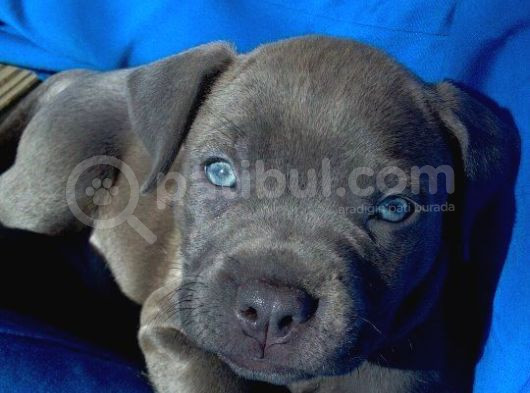 Estetikli Blue Erkek Cane Corso Efsane Yavru 2 Aylık görsel