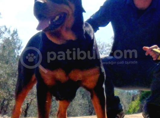 Koca Kafa Rottweiler Yavrular