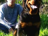 Koca Kafa Rottweiler Yavrular