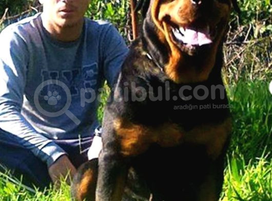 Koca Kafa Rottweiler Yavrular görsel