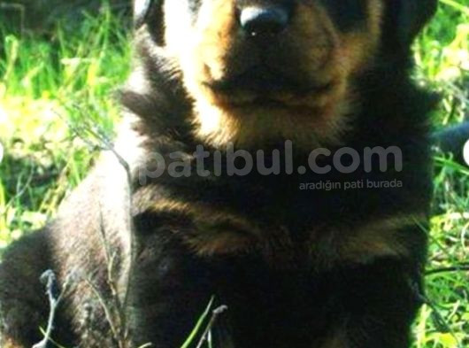 Koca Kafa Rottweiler Yavrular görsel