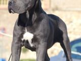 Estetikli Blue Erkek Cane Corso Efsane Yavru 2 Aylık