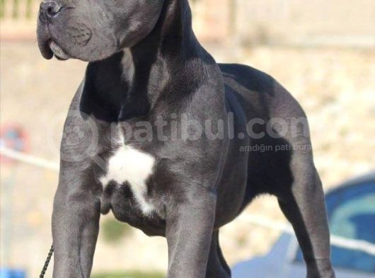 Estetikli Blue Erkek Cane Corso Efsane Yavru 2 Aylık görsel
