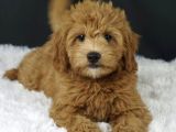 Mini Boy Puppy Kıpkırmızı Ev Üretimi Yavrularımız Tooy Poodl