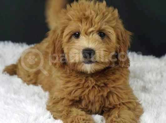 Mini Boy Puppy Kıpkırmızı Ev Üretimi Yavrularımız Tooy Poodl görsel