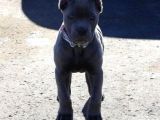 Estetikli Blue Erkek Cane Corso Efsane Yavru 2 Aylık