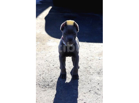 Estetikli Blue Erkek Cane Corso Efsane Yavru 2 Aylık görsel