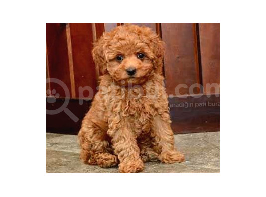 Mini Boy Puppy Kıpkırmızı Ev Üretimi Yavrularımız Tooy Poodl