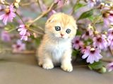 Secereli Scottish Fold Golden