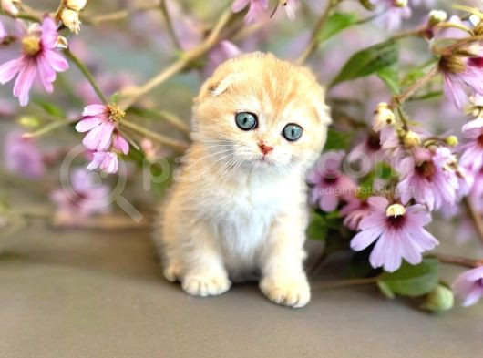Secereli Scottish Fold Golden görsel