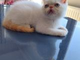 Yavru Kedi