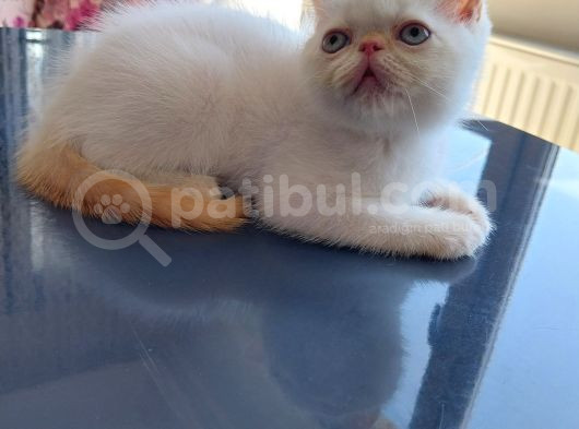 Yavru Kedi görsel
