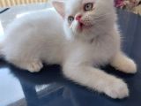 Yavru Kedi