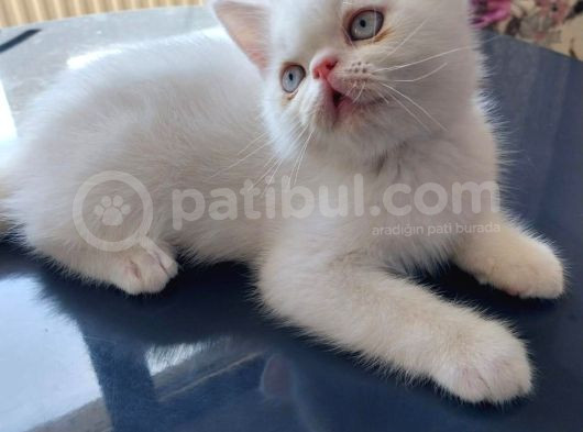 Yavru Kedi görsel