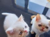Yavru kedi