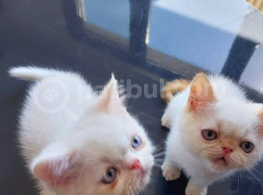 Yavru Kedi