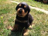 Dişi- Erkek A Kalite Rotweiler Yavrularımız