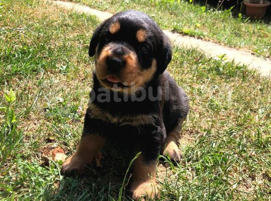 Dişi- Erkek A Kalite Rotweiler Yavrularımız görsel