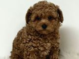 Mini boy puppy kıpkırmızı Red TOOY POODLE 
