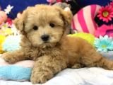 Kahve tonlu mini boy puppy sevimli yavrular MALTİPO CİNSİ 