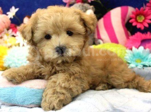 Kahve Tonlu Mini Boy Puppy Sevimli Yavrular Malti̇po Ci̇nsi̇ 