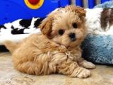 Kahve Tonlu Mini Boy Puppy Sevimli Yavrular Malti̇po Ci̇nsi̇ 
