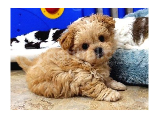 Kahve Tonlu Mini Boy Puppy Sevimli Yavrular Malti̇po Ci̇nsi̇  görsel
