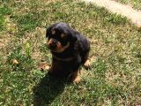 Dişi- Erkek A Kalite Rotweiler Yavrularımız