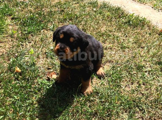 Dişi- Erkek A Kalite Rotweiler Yavrularımız görsel