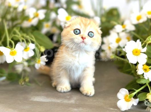 Secereli Scottish Fold Golden görsel