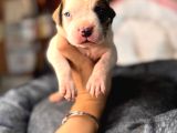 Amerikan Bulldog Yavrularımız Mükemmel Kalitede A Scr