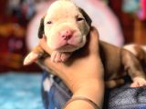 Amerikan Bulldog Yavrularımız Mükemmel Kalitede A Scr