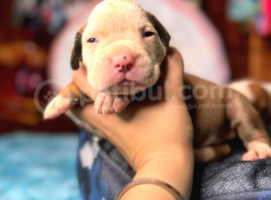 Amerikan Bulldog Yavrularımız Mükemmel Kalitede A Scr görsel
