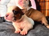 Amerikan bulldog Yavrularımız mükemmel kalitede a scr