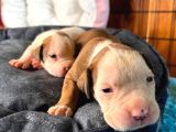 Amerikan Bulldog Yavrularımız Mükemmel Kalitede A Scr