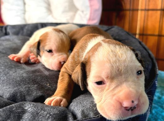 Amerikan Bulldog Yavrularımız Mükemmel Kalitede A Scr görsel