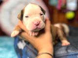 Amerikan Bulldog Yavrularımız Mükemmel Kalitede A Scr
