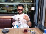 Temel eğitimli 1 numara maltes terier