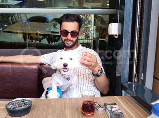 Temel Eğitimli 1 Numara Maltes Terier