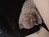 2 Aylik Bri̇ti̇sh Shorthai̇r Yavru Kedi̇ler