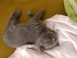 2 Aylik Bri̇ti̇sh Shorthai̇r Yavru Kedi̇ler