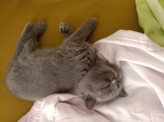 2 Aylik Bri̇ti̇sh Shorthai̇r Yavru Kedi̇ler görsel