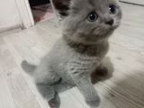 2 Aylik Bri̇ti̇sh Shorthai̇r Yavru Kedi̇ler