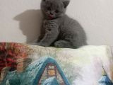2 AYLIK BRİTİSH SHORTHAİR YAVRU KEDİLER